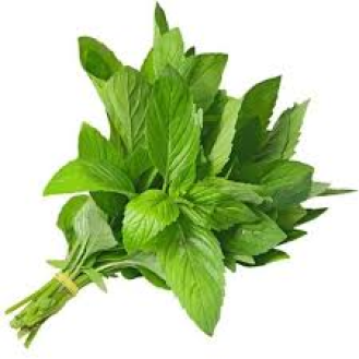 نعناع 